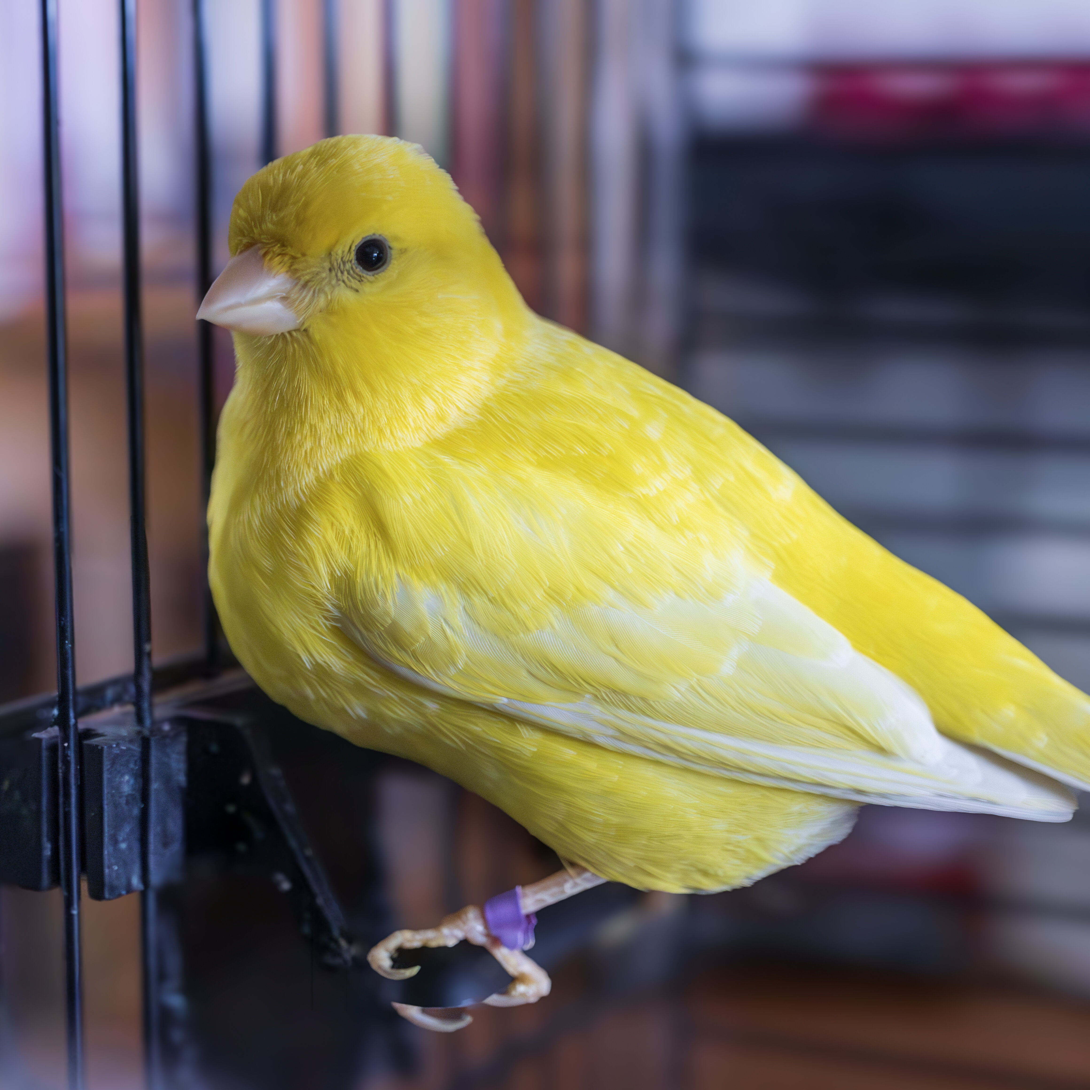 Kijk eens naar het vogeltje?