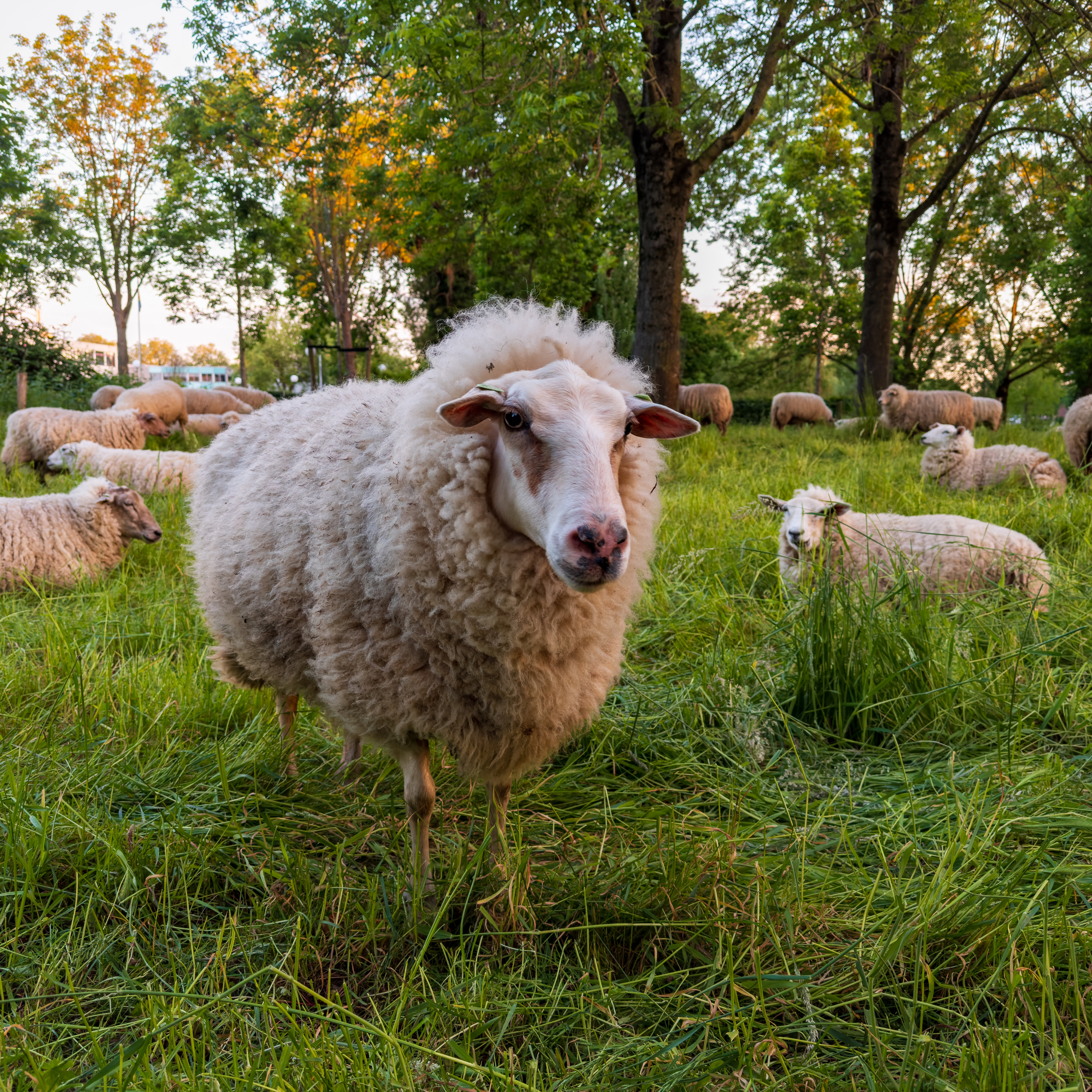 De Heer is mijn herder - mij zal niets ontbreken.