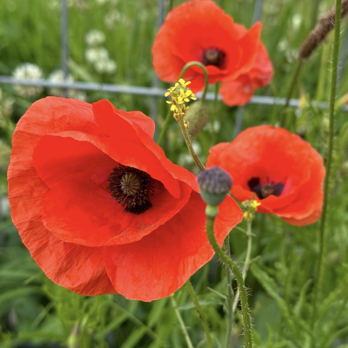 Klaprozen, rozen en andere bloemen