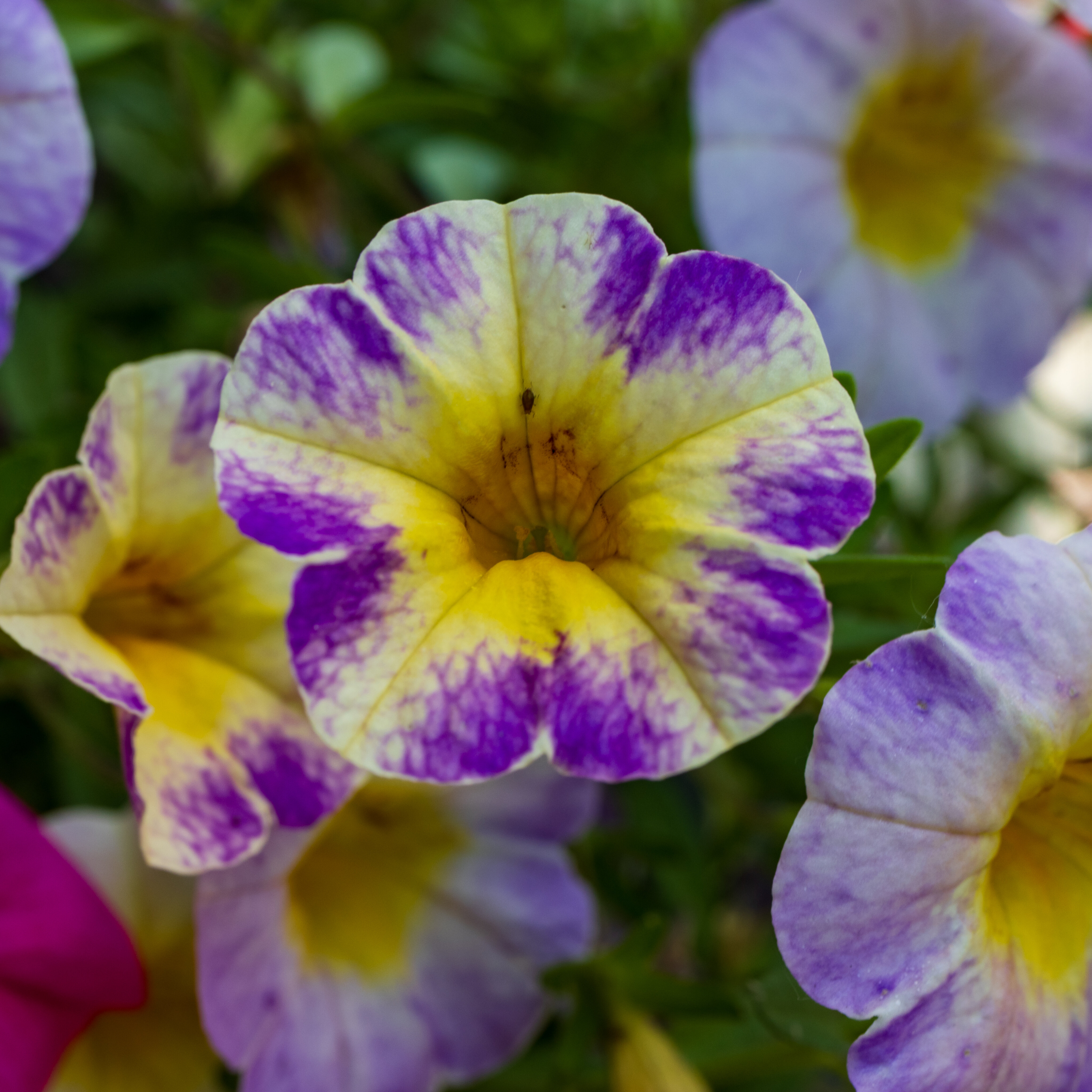 Bloemen in ons kloostertuintje