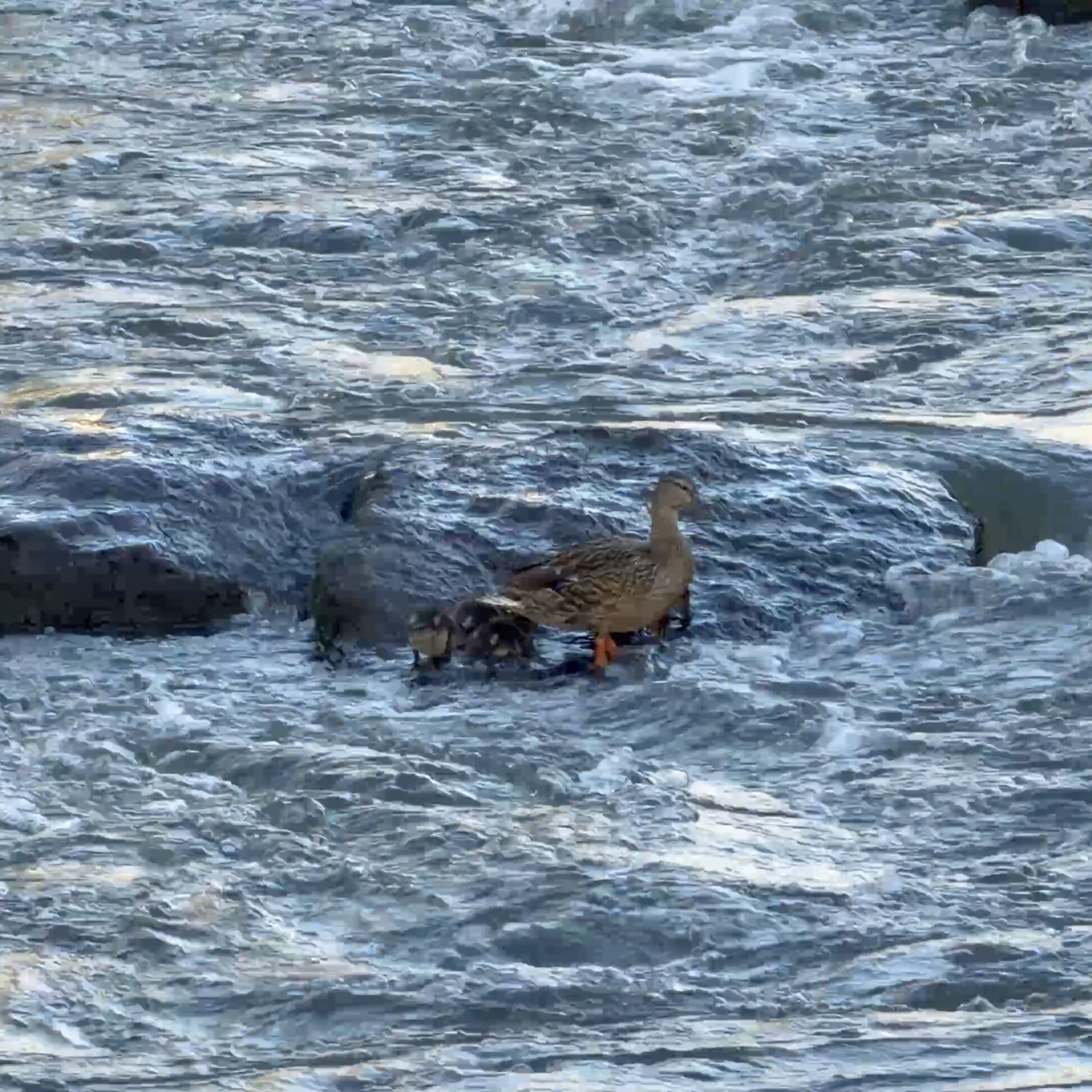Alle eendjes zwemmen in het water
