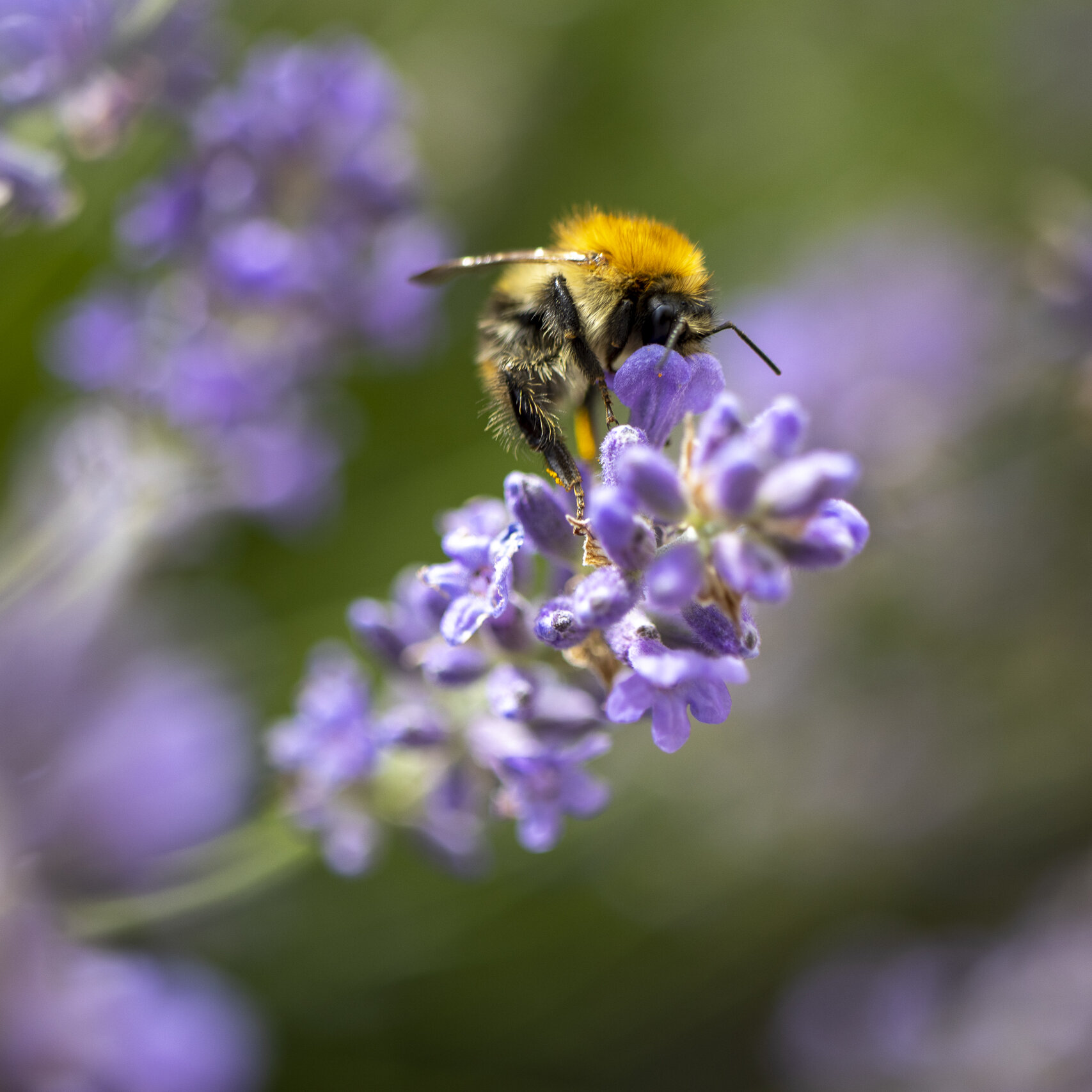 Insecten
