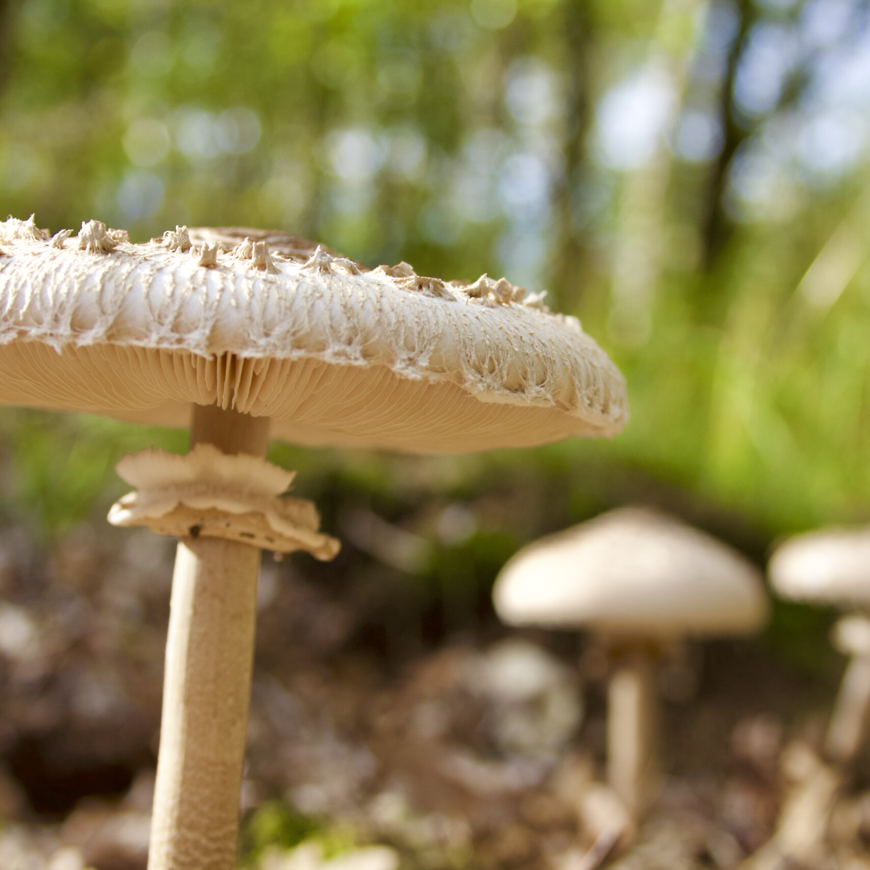 Paddenstoelen